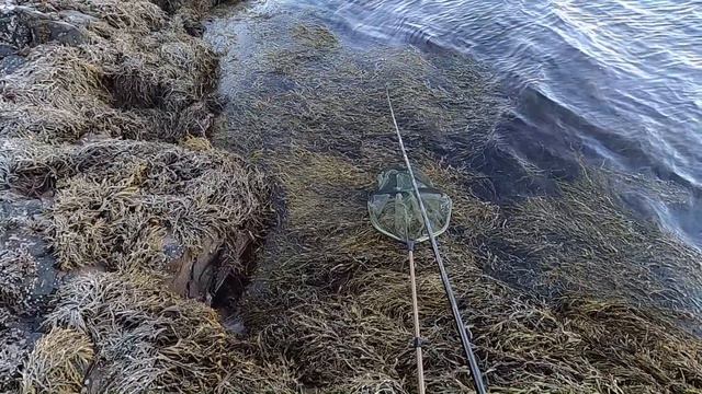 УДАЧНОЕ Начало сезона 2024!! Рыбалка в Норвегии с берега Зимой!! Хитрости ловли Трески. смотреть онлайн