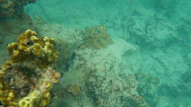 Mnemba Snorkeling | Zanzibar 2021