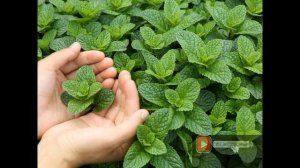 Как приготовить самый полезный чай из крапивы