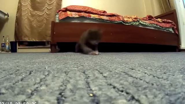 Кошка Бусинка прыгает на камеру Ржака!= The cat jumps on camera смотреть онлайн