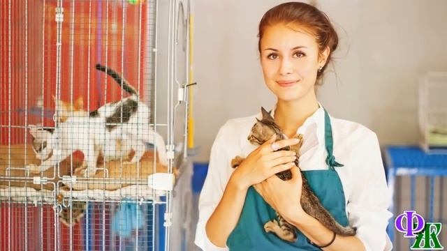 Тренинг 3 «Шпрота, заберем его?» - кошке стало жалко раненого кота, она подошла и лизнула его в лоб