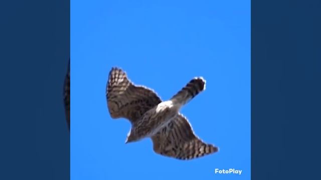 Ястреб-перепелятник. смотреть онлайн