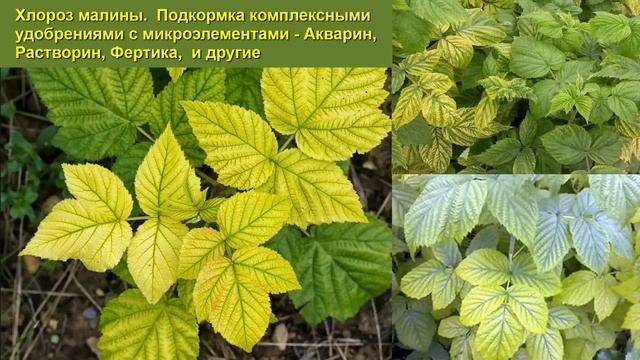 Что делать с малиной в августе | Обрезаем малину сейчас - не ждём осени смотреть онлайн