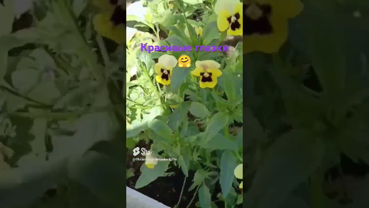 анютины глазки смотреть онлайн
