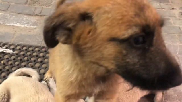 Куда нас повезли ночью? смотреть онлайн