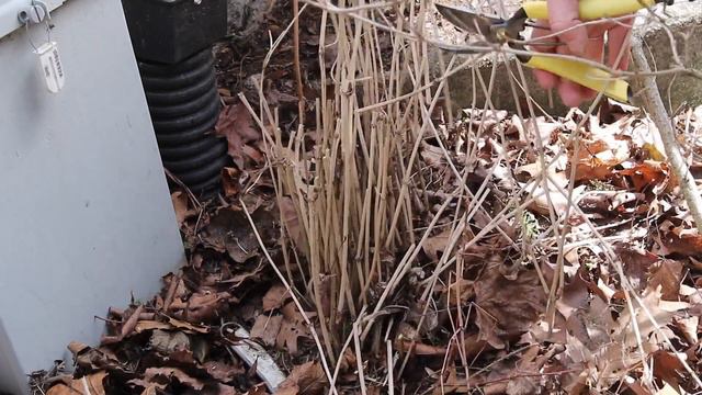 How to Grow Clematis смотреть онлайн