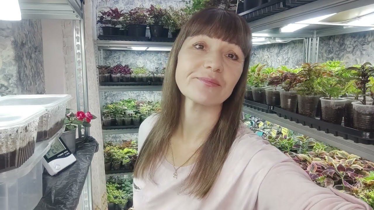 Ампельная бегония из семян. Способ посева бегонии. Уход за всходами. Почему плохо всходит бегония. смотреть онлайн