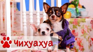 Чихуахуа | Уход, содержание и воспитание