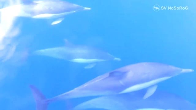 Дельфин белобочка смотреть онлайн