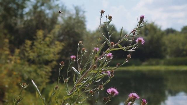Литературные прогулки по Сергачу. Река Пьяна смотреть онлайн