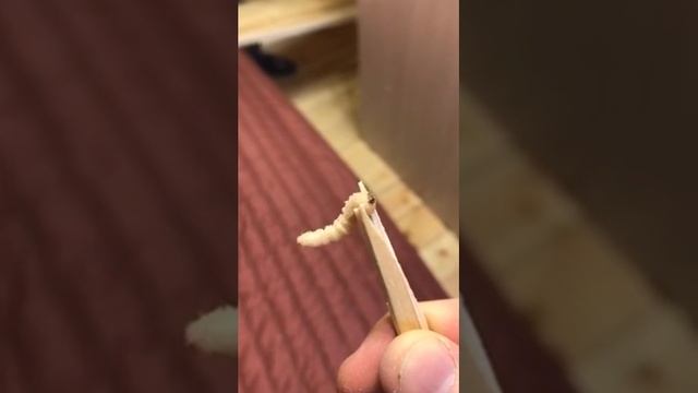 Шашель, Личинка короеда смотреть онлайн