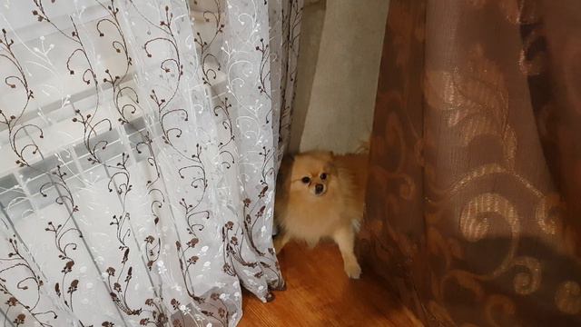 Злой шпиц смотреть онлайн