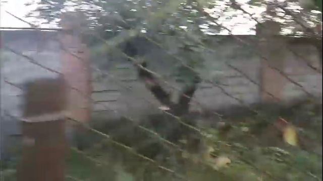 Обрезка и уход за ежевикой в сентябре смотреть онлайн