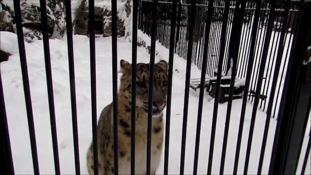 Росомаха и снежный барс на прогулке 21.11.18 смотреть онлайн
