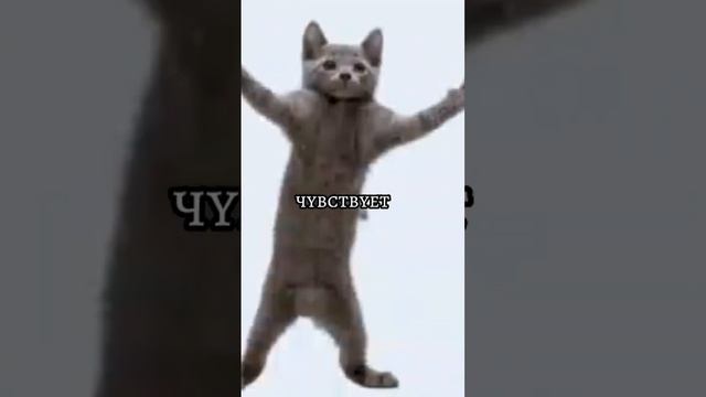 жёстко чувствует #чувствует #мемы #мем #майнкрафт #кот #shorts смотреть онлайн