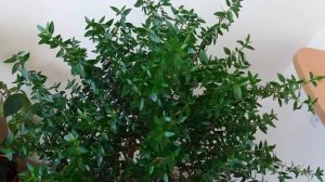 Мирт.Особенности ухода за миртовым деревом