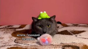 ЕСЛИ БЫ КОТИКИ ГОТОВИЛИСЬ К НОВОМУ ГОДУ