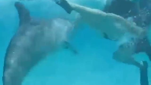 Озабоченный дельфин смотреть онлайн