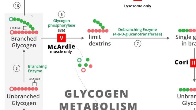 Болезни накопления гликогена /USMLE Step 1 1/5