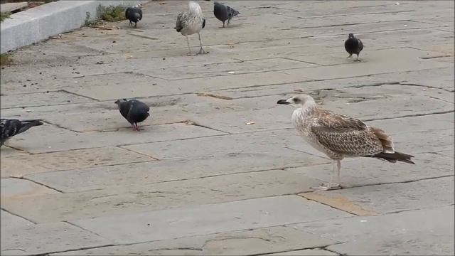 Чайка в Триесте (Seagull in Trieste) смотреть онлайн