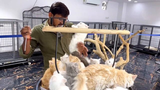 Exploring Hyderabads bestExotic pet shop|Royalball python|Bengal cats | Sugar gliders|Best quality смотреть онлайн