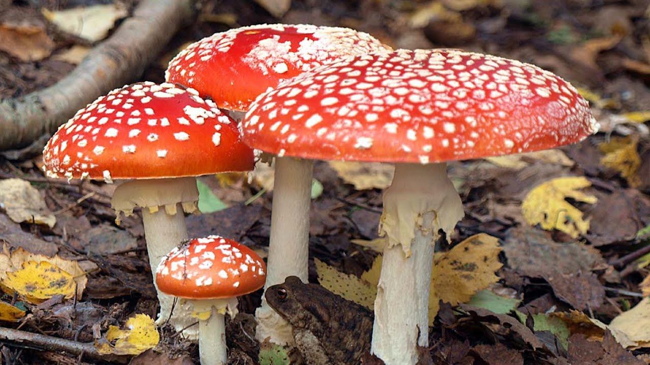 Мусцимол и иботеновая кислота нейротоксичны? А где ещё есть НЕЙРОТОКСИНЫ? смотреть онлайн