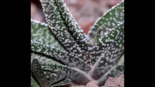 Gasteria carinata смотреть онлайн