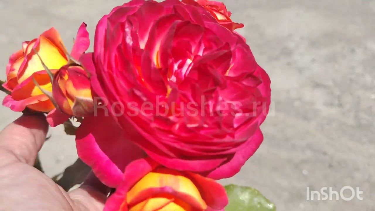 Мидсаммер Midsumme https://rosebushes.ru/shop/UID_51915783.html смотреть онлайн