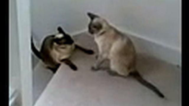 Siamese Cats Playfighting (Part 1) смотреть онлайн