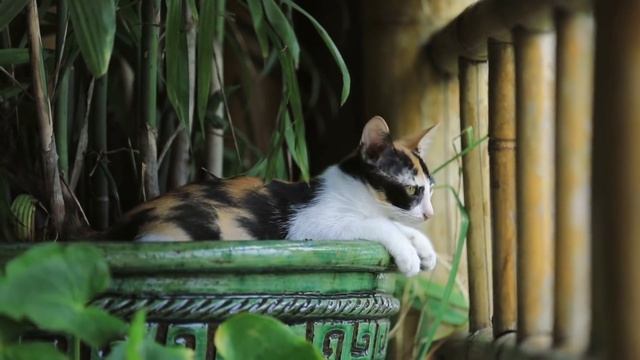 Как окраска кошки влияет на атмосферу в доме. Народные приметы и поверья. смотреть онлайн