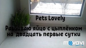 Цыплёнок не вылупился... 21 сутки...