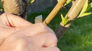 Как вылечить камедетечение (гоммоз) на плодовых деревьях