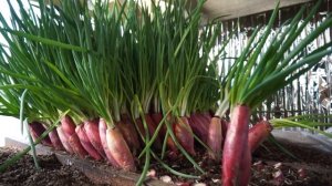 Лук шалот на перо