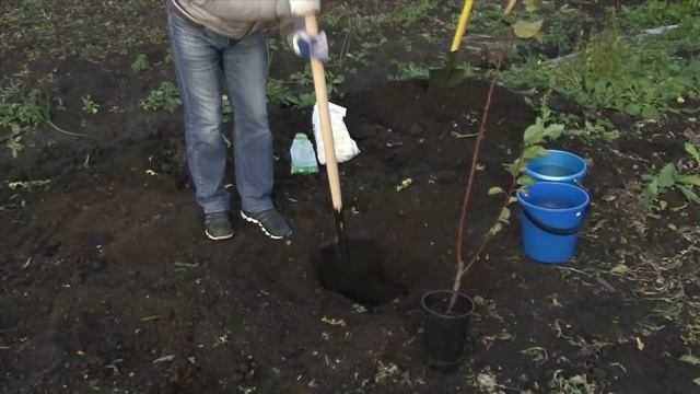 Pro абрикос. Часть 3: Как правильно посадить абрикос смотреть онлайн