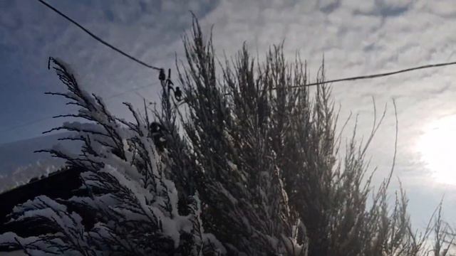 Дом в цветах// Сад в январе, днём и вечером. смотреть онлайн