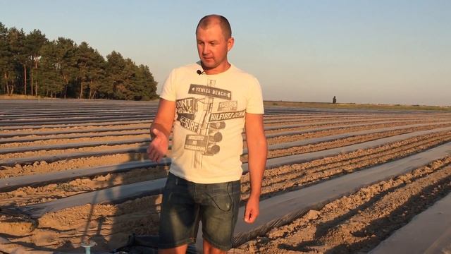Закладываем новую плантацию клубники. Питомники рассады земляники. смотреть онлайн