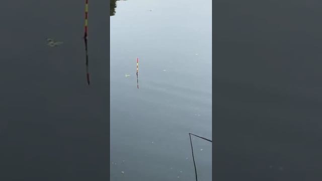 Ловим сазана на чеснок!