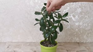 Как формировать крону денежного дерева. Обрезка и прищипка толстянки.