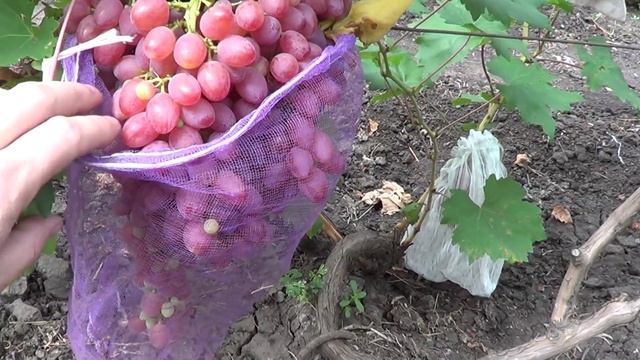 Сорт винограда Кишмиш Лучистый. Полное созревание. Виноград 2014. смотреть онлайн