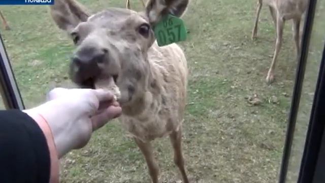 Польский пресс-тур в Кельцы смотреть онлайн