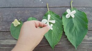 Метельчатая гортензия Левана и мои фавориты сада