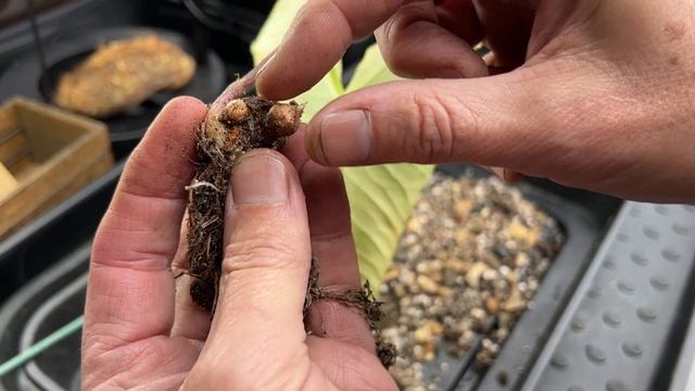 Hardy AROIDS going Dormant in Winter – Sauromatum giganteum смотреть онлайн