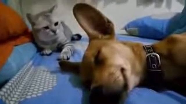 Кот разозлился, на спящую собаку смотреть онлайн