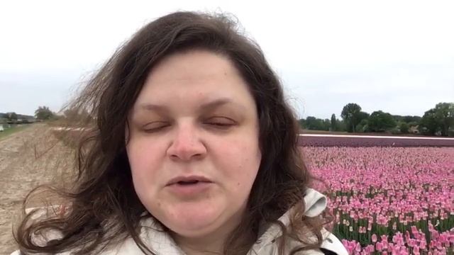 Тюльпановые поля в Нидерландах смотреть онлайн