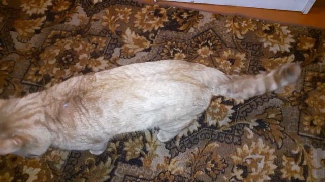 кот подрался/ где был кот? / кот-боец/ что случилось с котом?... смотреть онлайн