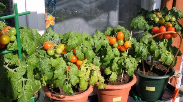 Выращивание авокадо и микрозелени дома