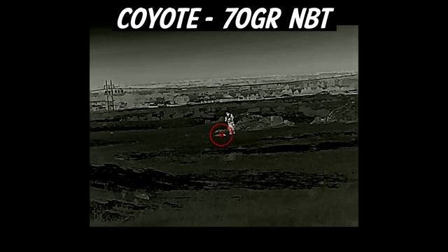 6MM ARC Full Review and Hunt Report from a Varmint Hunter's Perspective смотреть онлайн