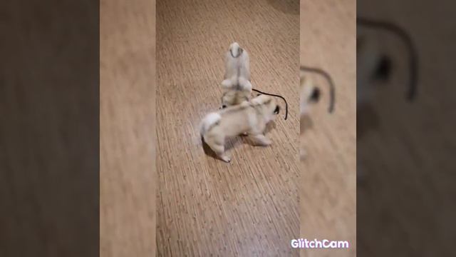 Боня и Сара, дружные мопсы! смотреть онлайн