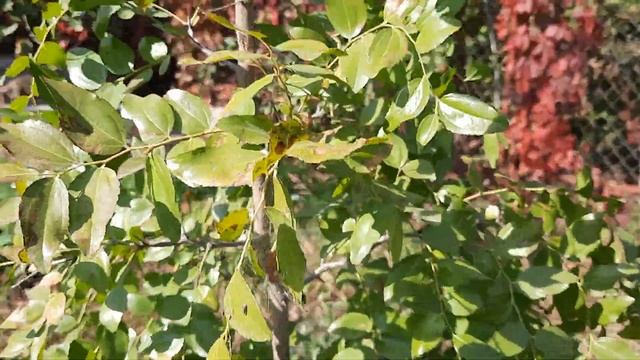 первый урожай унаби, первый урожай зизифуса, первый урожай китайского финика. супер урожай унаби смотреть онлайн