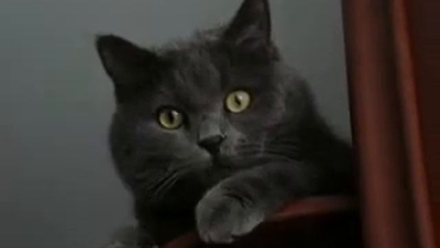 Зови меня - Подарок любителям котов и кошек смотреть онлайн